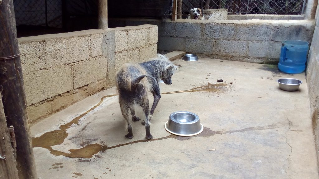 perro de aware con problemas en la piel