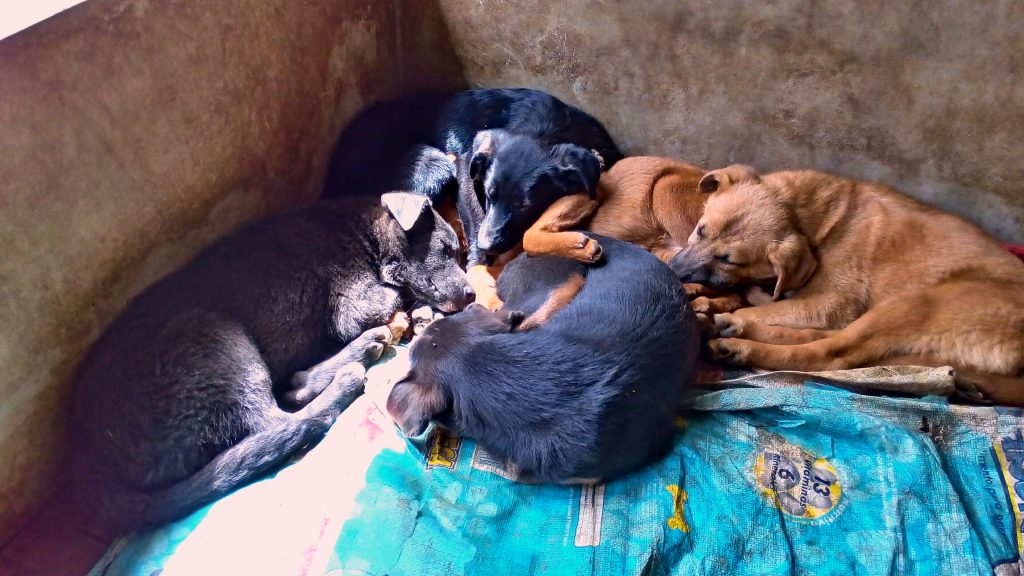 grupo de cachorros durmiendo en animal aware