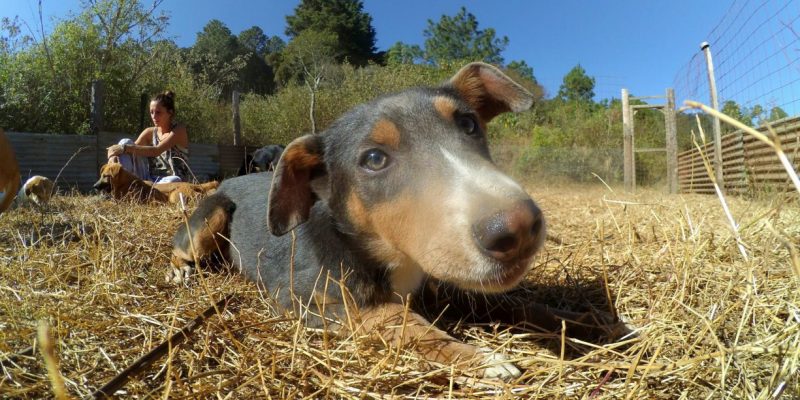 cachorro en animal aware