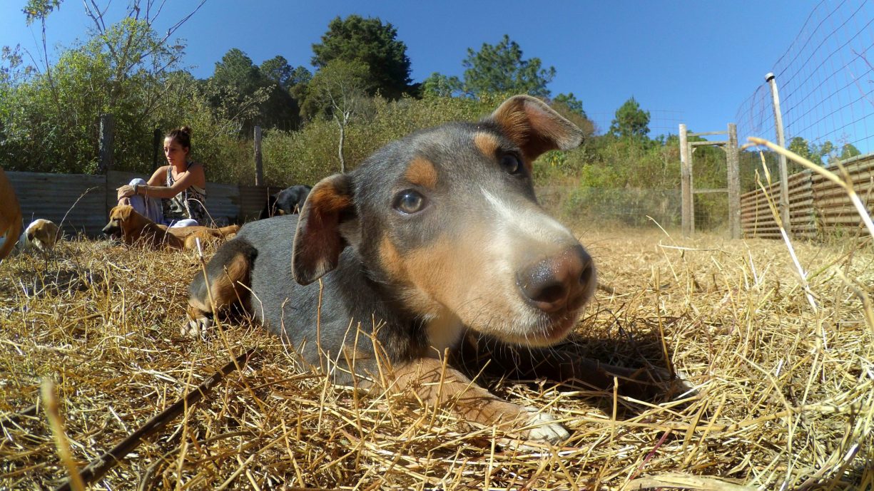 cachorro en animal aware